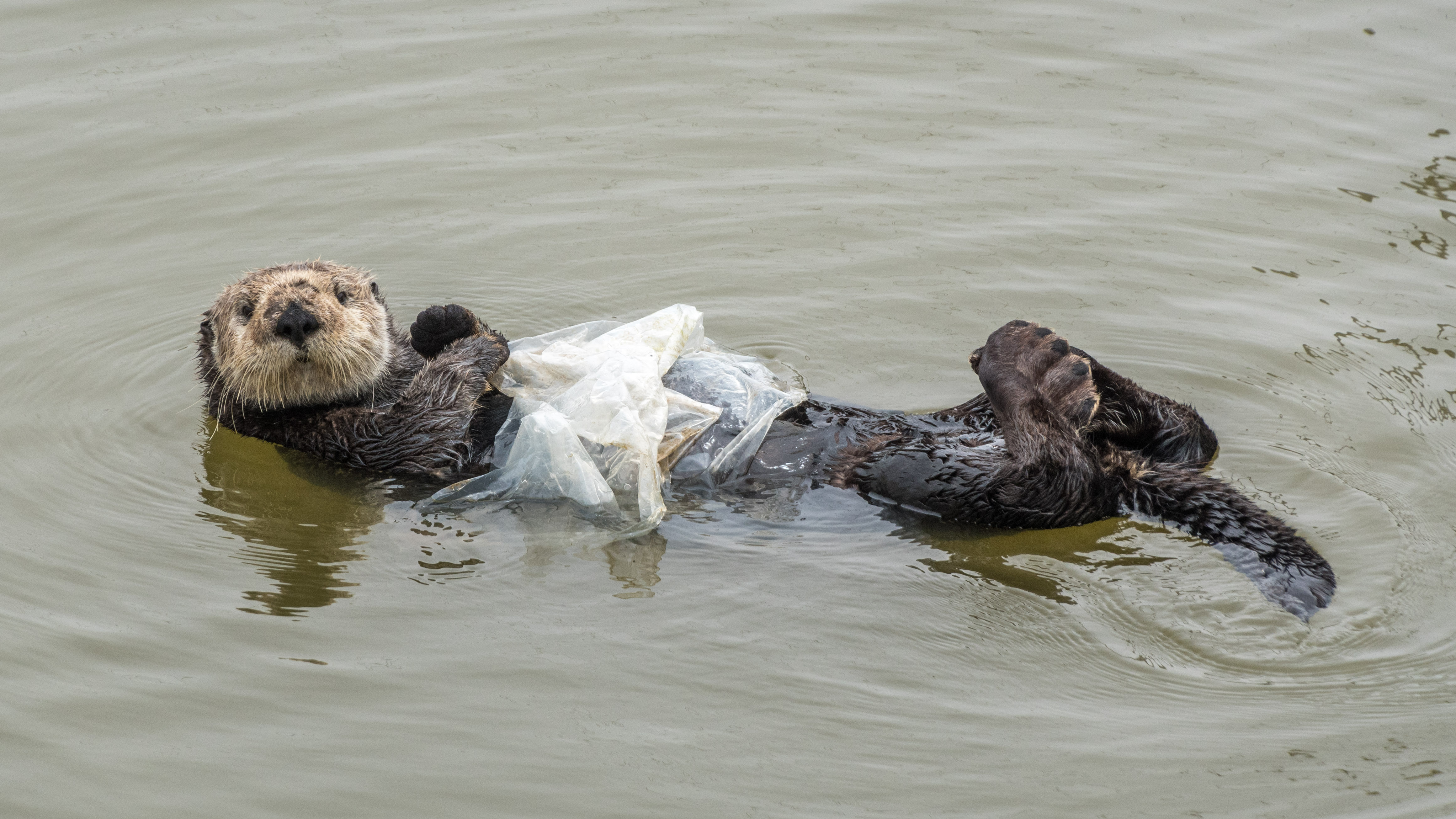 otter with plastic